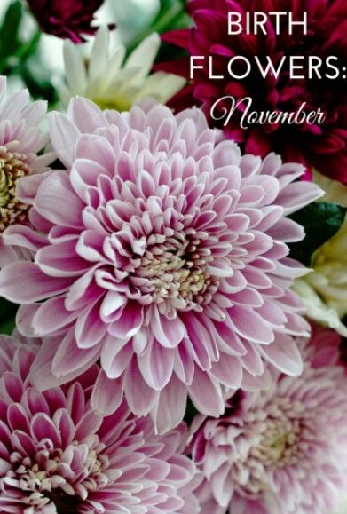 November Birth Flower Nov Flower Tattoo Birth Month, November Flowers, November Flower, Birthday Month Flowers, November Birth Flower, November Calendar, Wrist Flowers, November Birthday, Calendar Ideas