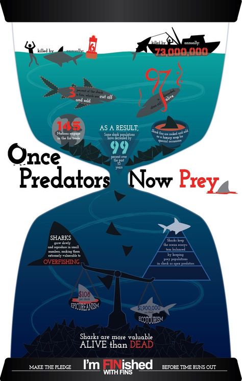 Shark Infographic, Ocean Diagram, Shark Finning, Shark Week Party, Shark Conservation, Save The Sharks, Shark Facts, Save Our Oceans, Shark Fin