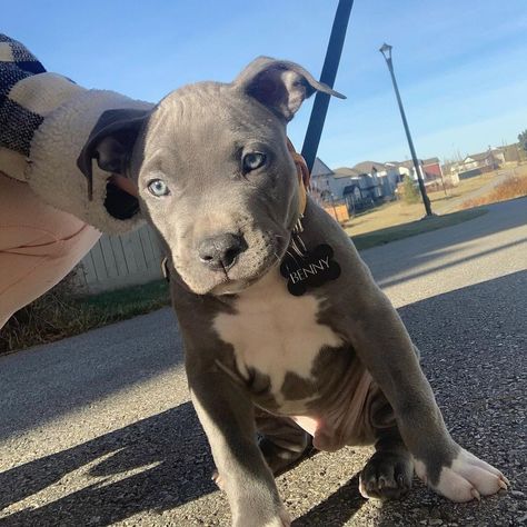 pure breed Blue Nosed Pitbull, American Pitbull Terrier Blue, Bluenose Pitbulls, Blue Pitbull Puppy, Grey Pitbull Puppies, American Pitbull Terrier Puppy, Blue Pit Bull, Pit Bull Dogs, Pitbull Terrier Puppies