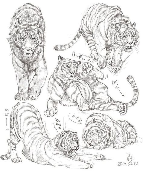 Cats Chibi, Feline Anatomy, Animals Sketch, Tato Tradisional, Animal Sketch, Animal Drawings Sketches, Animal Anatomy, Big Cats Art, Animal Study