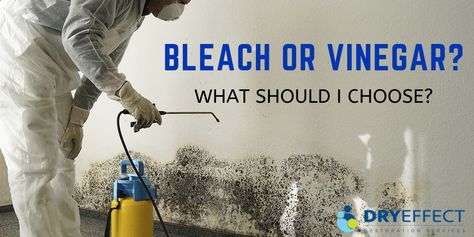 Nowadays, mold growth is a common household problem. Is your house affected too? This post will help you learn how to kill mold using home cleaning agents.  #mold #moldgrowth #moldremoval #moldremediation #cleaningagent #bleach #vinegar How To Get Rid Of Black Mold In Basement, How To Clean Mold Off Walls, Cleaning Mold Off Walls, How To Remove Mold From Walls, How To Kill Mold In Bathroom, How To Clean Mold From Walls, Mold Remediation Diy, Remove Mold From Walls, Mold In Basement