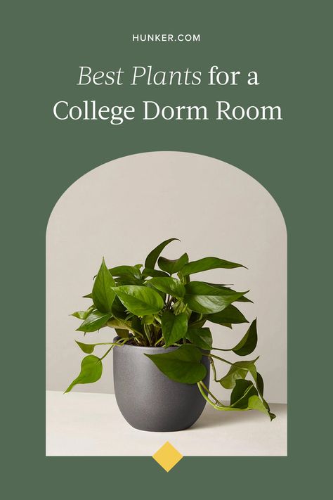 The best houseplants for dorm living are those that make a statement but tolerate neglect. These are the best plants for your college dorm room. #hunkerhome #dorm #dormroom #plants #dormrooomplants Money Plant Images, Dorm Room Plants, Dorm Plants, Best Potted Plants, College Student Needs, Best Houseplants, Potted Palms, Architectural Plants, Plants Diy