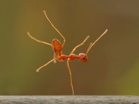 And break-dance :D Amazing Macro Photography, Macro Photography Tips, Photo Macro, Cool Insects, Fire Ants, Dance Like No One Is Watching, A Bug's Life, Beautiful Bugs, Creepy Crawlies