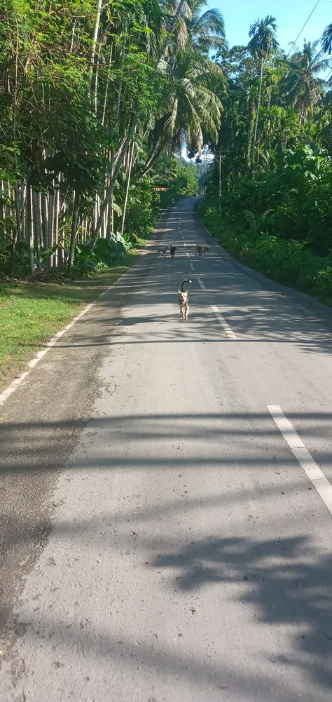 Saturday(21/10/2023) :- Beautiful palm grove highway from Radhanagar Beach to  "Harmony Resort and Restaurant ,my hotel in Radhanagar  on Havelock Island in Andamans. .A beautiful 5 minutes walk from the beach. Radhanagar Beach, Havelock Island, Snorkeling, The Beach, Restaurant, Hotel, 10 Things