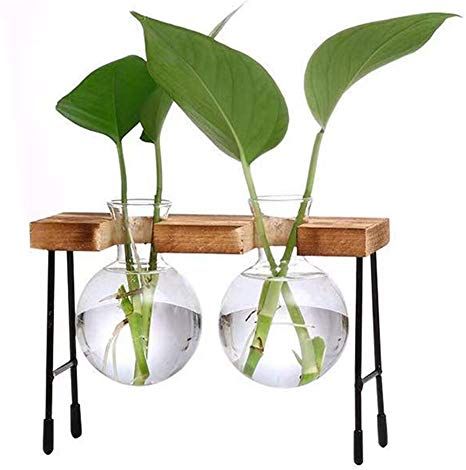 Amazon.com : Kingbuy Hydroponic Desktop Glass Flower Pot Bulb Vase with Retro Solid Wood Stand Small Bench Frame for Hydroponic Plant Family Garden Wedding Decoration（2 Bulb Vase） : Garden & Outdoor Tabletop Terrarium, Hanging Glass Planters, Bulb Vase, Plant Terrarium, Air Plant Terrarium, Hydroponic Plants, Plant Propagation, Glass Planter, Plant Cuttings