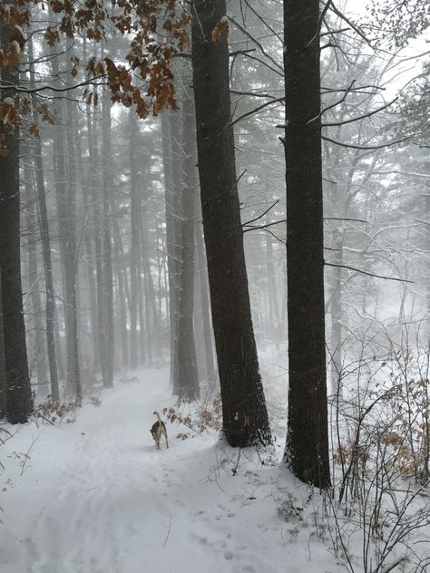 Christmas Dreaming, I Love Winter, Winter Love, Snow Angels, Winter Magic, Winter Scenery, Snowy Day, Best Seasons, Winter Wonder