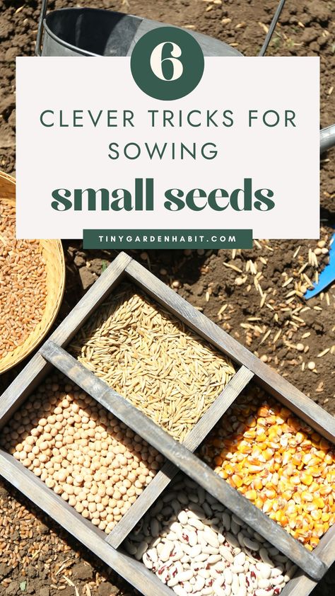 Sowing small seeds can be a gardening nightmare, but it doesn't have to be! Discover essential hacks to make sowing small seeds simple and efficient. Explore ingenious techniques that will save you time, frustration, and yield better results in your garden. Soaking Seeds Before Planting, Seed Tape, Types Of Mulch, Garden Problems, Planting Tools, Plant Zones, Seed Shop, Liquid Fertilizer, Seed Company