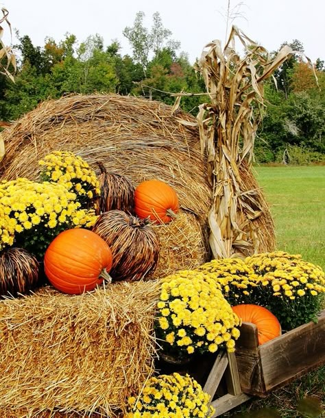 Hay bale, mums & pumpkins create a fun fall vignette: ThistlewoodFarms.com Hay Bale Decorating Ideas, Hay Bale Decorations, Outside Fall Decorations, Mums In Pumpkins, Fall Yard Decor, Thistlewood Farms, Fall Vignettes, Fall Decorating Ideas, Pumpkin Display