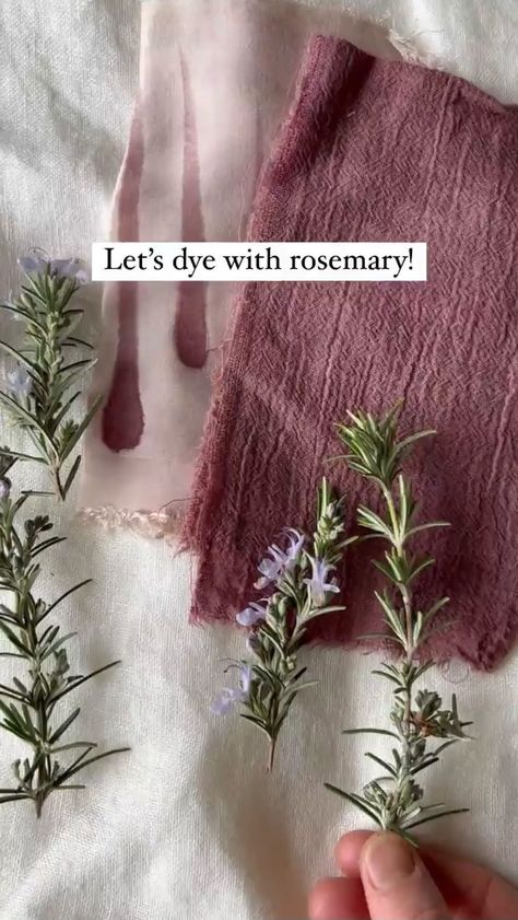 Carly Rose Bergman | rosemary and all its purposes 🌿 rosemary, a garden all-time fave. it is a fragrant plant ally for its rich flavor and antibacterial… | Instagram Rosemary Hair Growth Spray, Uses Of Rosemary, Herbs In Water, Eco Dyeing Fabric, Tinta Natural, Rosemary Hair Growth, Rosemary Hair, Off Grid Homestead, Diy Dye