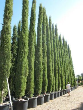 Top 10 Beautiful Plants You Can Grow Instead Of A Fence Best Trees For Privacy, Cyprus Trees, Italian Cypress Trees, Leyland Cypress, Italian Cypress, Garden Hedges, Privacy Trees, Privacy Plants, Natural Fence