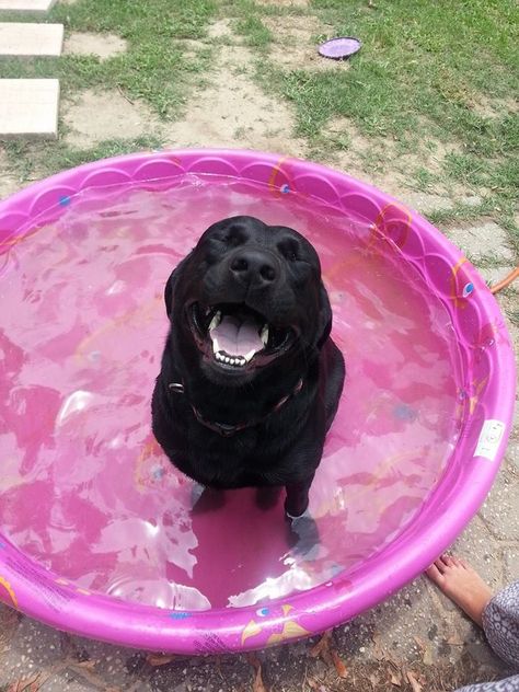 Happy to get a pool - Imgur Happy Lab, Black Labrador Retriever, Black Lab Puppies, Lab Dogs, Black Labs, Labrador Retrievers, Lab Puppies, Puppy Care, Black Labrador