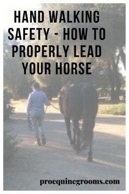 Horse Drills, Dressage Tests, Grooming Horse, Farm Management, Horse Adventure, Horse Ownership, Horse Behavior, Exercise Walking, Horseback Riding Lessons