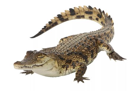 Nile Crocodile Facts (Crocodylus niloticus) Crocodile Facts, Crocodile Images, Crocodile Eating, Crocodile Tattoo, Nile Crocodile, Conservation Biology, Saltwater Crocodile, Crocodile Shoes, Dangerous Animals