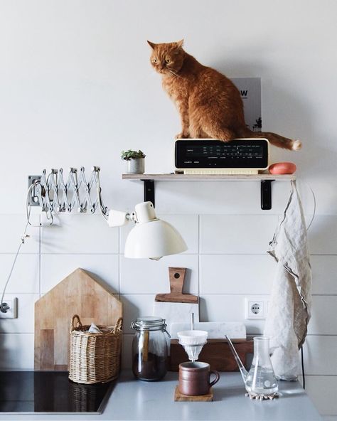 Modern Boho Home Decor, Flower Desserts, Living With Cats, Interior Pictures, Cat Photography, Vintage Eclectic, Fluffy Cat, Eclectic Home, Cat Diy