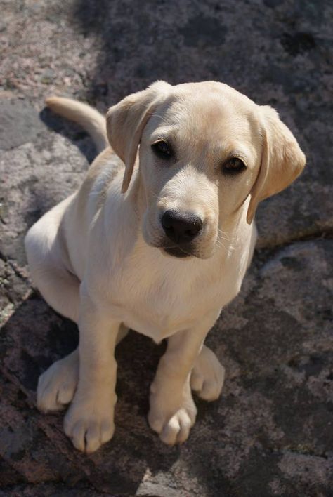 ♥ Yellow Labrador Labrador Retriever Aesthetic, Labrador Yellow, Labrador Noir, Yellow Labrador Retriever, Yellow Labrador, Labrador Retriever Puppies, Labrador Puppy, Labrador Dog, Lab Puppies