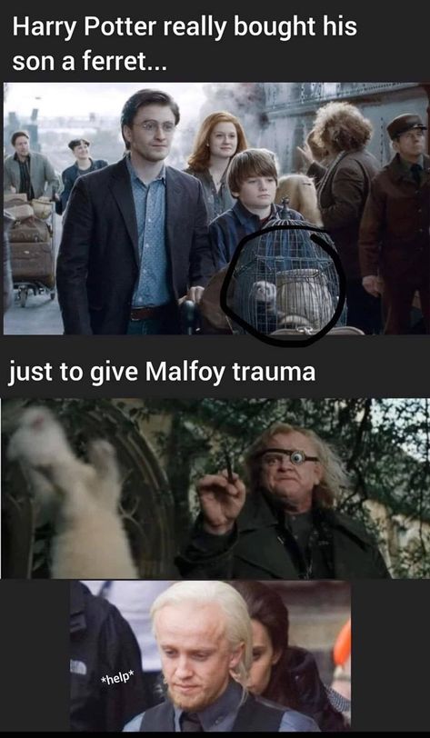 Harry Potter Funny Pictures, Citate Harry Potter, Stile Harry Potter, Harry Potter Parody, Glume Harry Potter, Funny Harry Potter Jokes, Harry Potter Memes Hilarious, Harry Potter Feels, Harry Potter Puns