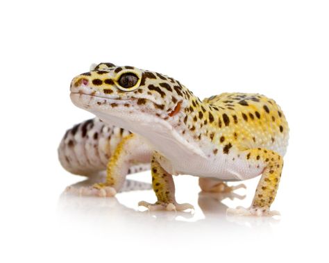 Leopard Gecko Morphs Reptile Store, Leopard Gecko Habitat, Leopard Gecko Care, Leopard Gecko Morphs, Gecko Habitat, Reptile Care, Homeschool Family, Baby Tortoise, Science Camp