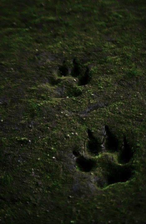 Ranger Dnd, Wolf Paw Print, Werewolf Aesthetic, Rangers Apprentice, Wolf Paw, Southern Gothic, Animal Masks, Modern Fantasy, Fantasy Aesthetic