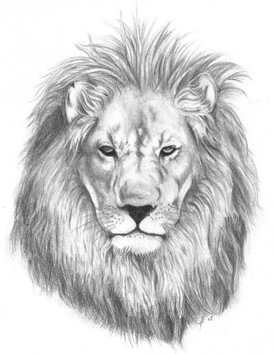 Realistic Lion Drawing, Lion Symbolism, Lion Head Drawing, Tatoo 3d, Lion Black, Lion Sketch, Lion Vector, Lion Head Tattoos, Lion Drawing