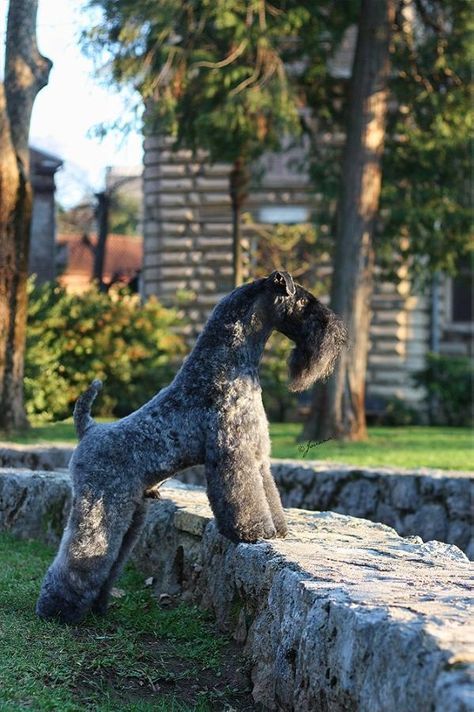 CRO. JCH., CH. Lynnsto Capo DE Flame Wood. What a beautiful dog! Dog Breeds That Dont Shed, Karelian Bear Dog, Guard Dog Breeds, Kerry Blue Terrier, Dog Salon, Terrier Breeds, Bear Dog, Beautiful Dog, Dog Logo