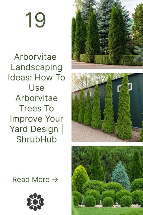 If you’re looking for ideas on how to landscape with arborvitae trees, you’ve come to the right place. Check out this article for 19 arborvitae landscaping ideas! Landscaping Arborvitae, Arborvitae In Containers, Landscape Ideas With Arborvitae, Arborvitae Landscaping Ideas, Arborvitae Hedge, Tater Tot Arborvitae In Landscape, Tater Tot Arborvitae, Arborvitae Landscaping Privacy Hedge, Landscaping With Arborvitae