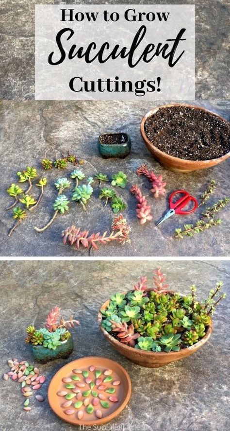 Cute Ways To Plant Succulents, Diy Succulents Planters, Porch Succulent Ideas, Panda Plant Care, Diy Succulent Soil, Succulents In Glass Containers, Kolaczki Cookies, Mini Jardin Zen, Suculentas Ideas