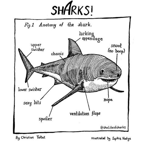 Funny & Clever Comics For People Who Love Sharks - Memebase - Funny Memes Sharks Anatomy, Facts About Sharks, Shark Anatomy, Shark Board, Jellyfish Facts, Silly Sharks, Cute Cartoon Art, Women Problems, All About Sharks