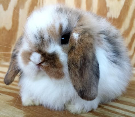 Holland Lop Bob Lob Haircut, Rabbits Cute, Haircuts Blonde, Holland Lop, Blonde Hairstyles, Lob Haircut, Cute Bunnies, Baby Bunnies