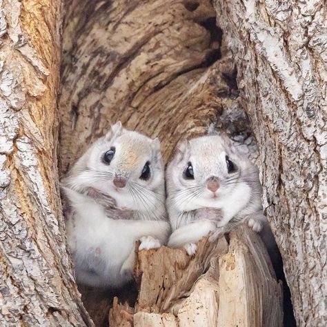 Japanese Flying Squirrel, Flying Squirrels, Cute Animal Tattoos, Funny Animal Images, Small Frames, Tattoo Nature, Flying Squirrel, Cute Squirrel, Rare Animals