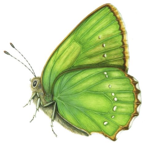 Green Hairstreak Callophrys rubi butterfly - Lizzie Harper Hay Meadow, Butterfly And Moth, Moth Species, Natural Science, Flower Guide, Butterfly Illustration, Pencil Pen, Butterfly Pictures, Simple Green