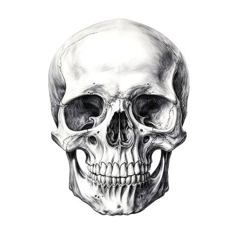 Skull Drawing Realistic, Skull Practice, Skull Tattoo Drawing, Half Skull Tattoo, Realism Skull, Tattoo Printable, Tattoo Clipart, Sugar Skull Art Drawing, Skull Tattoo Ideas