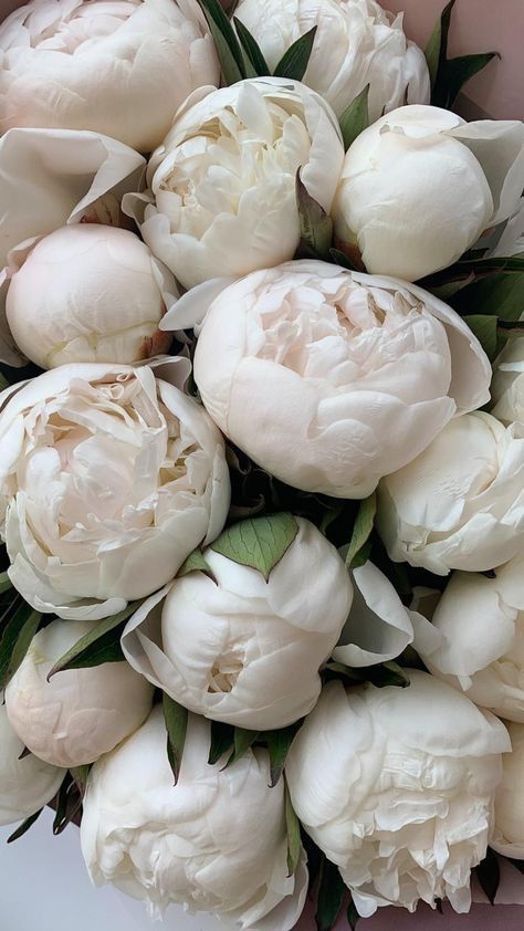 Flores Wallpaper, Peony Wallpaper, Nothing But Flowers, Aesthetic White, Peonies Bouquet, Flower Therapy, White Peonies, Flower Lover, Flowers Nature