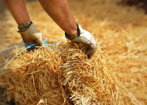 Straw makes a natural, organic mulch that can improve your soil. Learn about the best ways to use straw mulch in your yard and garden at home. Strawberry Beds, Straw Mulch, Garden At Home, Yard And Garden, Organic Mulch, White Plants, Dos And Don'ts, Seed Germination, Hedge Trimmers