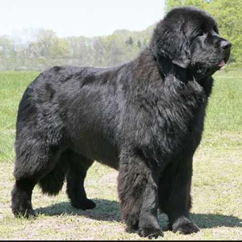 Newfoundland Newfoundland Dog Puppy, Mountain Dog Breeds, Giant Dog Breeds, Nanny Dog, Terra Nova, Giant Dogs, Newfoundland Dog, Dog Facts, Large Dog Breeds