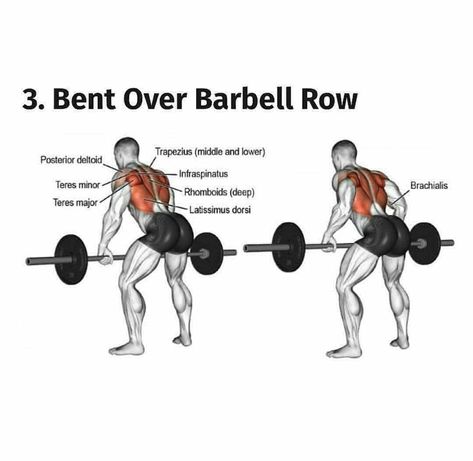 Bent Over Barbell Row, Back Workout For Beginners, Athlete Diet, One Arm Dumbbell Row, Dumbbell Row, Bent Over Row, Barbell Row, Latissimus Dorsi, Body Pump