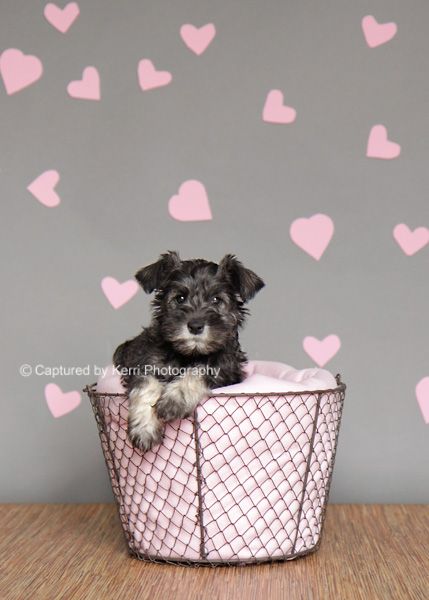 Animal Photoshoot, Puppy Photography, Valentines Day Dog, Dog Photoshoot, Pet Photos, Valentine Photo, Puppy Photos, Dog Valentines, Miniature Schnauzer