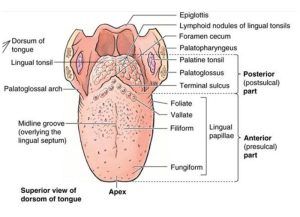 Tongue function, anatomy & structure, Types of lingual papillae & Types of cells in taste bud Tongue Anatomy, Lingual Tonsils, Functional Anatomy, Glossopharyngeal Nerve, Stratified Squamous Epithelium, Anatomy Nursing, Hypoglossal Nerve, Anatomy Structure, Human Tongue