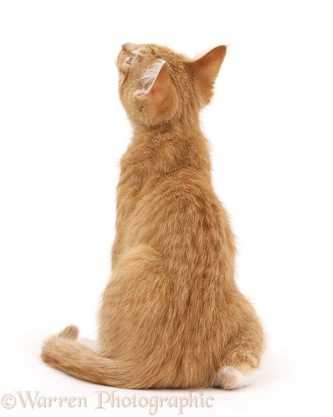 Ginger kitten, back view photo Cat From Back View, Cat On Back, Cat Back View, Cat Looking Back, Dog Back View, Cat From Behind, Cat References, Two Cats Standing Back To Back, Back View Poses