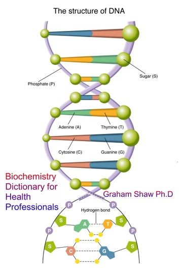 Buy Biochemistry Dictionary for Health Professionals by  Graham Shaw and Read this Book on Kobo's Free Apps. Discover Kobo's Vast Collection of Ebooks and Audiobooks Today - Over 4 Million Titles! Genetic Inheritance, Dna Structure, Dna Project, Biology Classroom, Dna Model, Human Dna, Medical Student Study, Biology Lessons, Teaching Biology