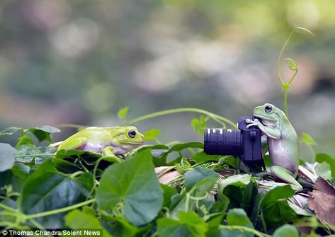 Say 'ribbit'! Adorable 'frog-tographer' takes photos of his friends in their own tiny photoshoot | Daily Mail Online Frog Photoshoot, Green Tree Frog, Farm Heroes, Tree Frogs, Frog And Toad, Green Trees, Cute Animals, Photographer, Animals