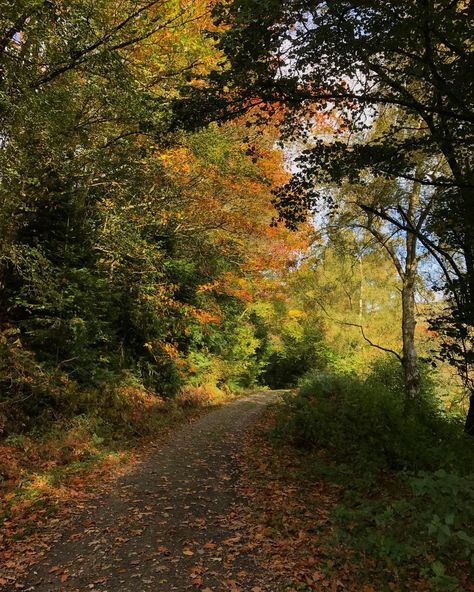 Woodland Walk, Walk In, Trees