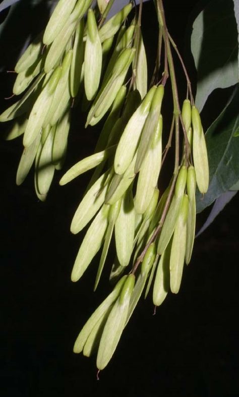 Samaras of Fraxinus americana, white ash.  Only female trees produce fruits, and the amount of fruit produced varies from year to year. If a tree is a male, you will never see fruit on it. White Ash Tree, Maize Plant, Seed Tattoo, Flower Science, Ash Tree, White Ash, Tree Seeds, Beautiful Tree, The Plant