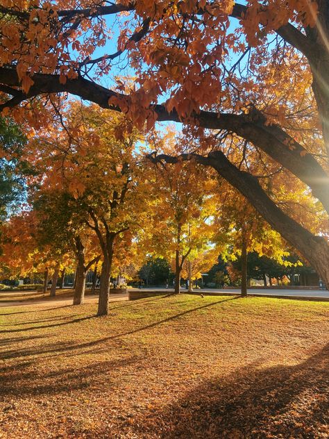 Colorado In Fall, Sunshine Trees, Fall Lifestyle, Colorado Fall, Autumn Sun, Fall Trees, Fall Mood Board, Autumn Park, Autumn Scenes