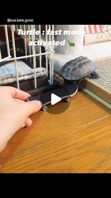 Luna Reeler on Instagram: "Turtle is having a blast! . . . . . . . . #turtle #reels #foryou #funny #cat #music #skateboard #viral" Turtles Funny, Pet Turtle, Animals Friendship, Animal Antics, Baby Turtles, Cute Funny Dogs, Cute Animal Photos, Cute Animal Videos, Cute Animal Pictures