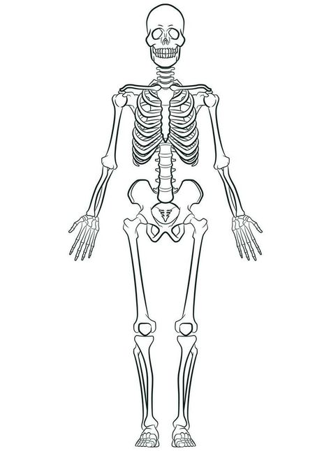 Sketch Human Biology Skeleton System Diagram Full Skeleton Drawing, Skeletal System Drawing, Skeleton Art Drawing Sketch, Anatomy Sketches Study, Drawing Of A Skeleton, Skeletal Drawing, Skeleton Art Drawing, Skeleton Diagram, Appendicular Skeleton