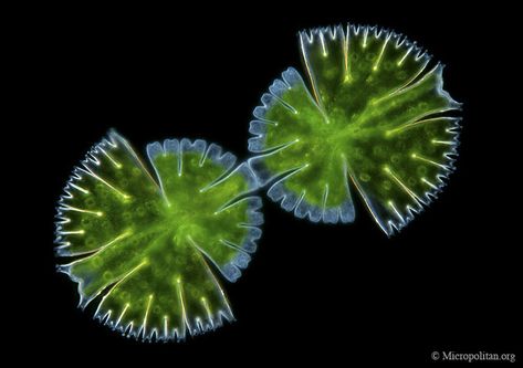 Nikon Small World, Microscopic Organisms, Microscopic Photography, Micro Photography, Microscopic Images, Cell Division, Pond Life, Green Algae, E Mc2