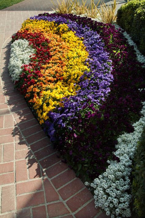 Creative Ideas for Planting Pansies | HGTV Pansy Garden, Flower Bed Designs, Planting Ideas, Garden Wallpaper, Growing Tips, Pansies Flowers, Design Room, Garden Pictures, Climbing Roses