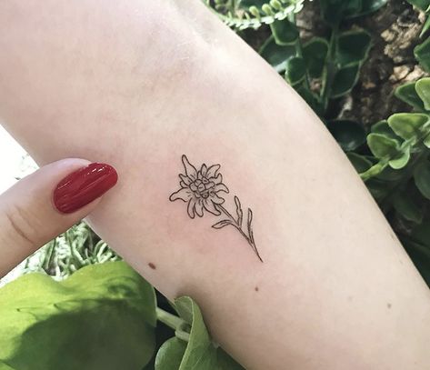 Edelweiss German flower German National Flower Tattoo, Eldeweiss Flower Tattoo, Edelweiss Tattoo Minimalist, German Inspired Tattoos, German Flower Tattoo, Eidlewiss Flower Tattoo, Edelweiss Tattoo Simple, German Heritage Tattoo, Edelweiss Drawing