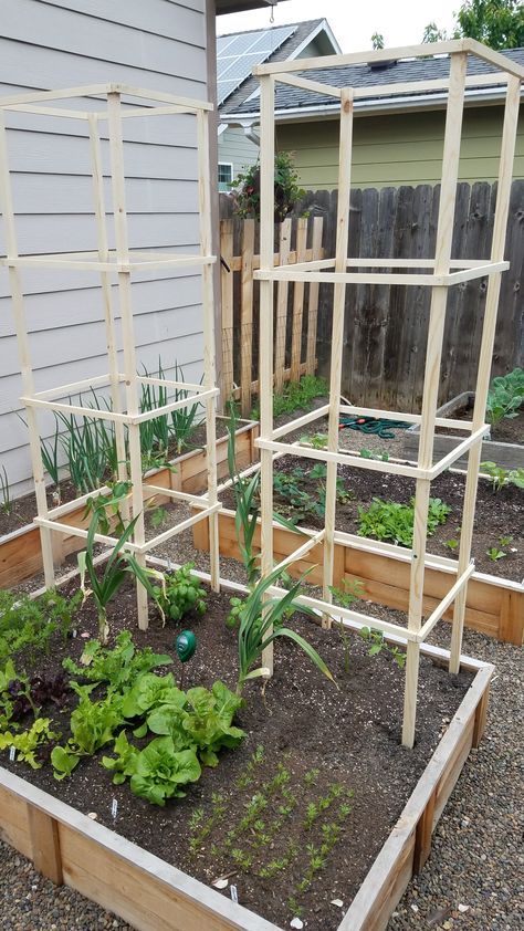 Tomato tower. No more tomato plants falling over Tomato Tower, Condo Garden, Veg Growing, Vege Patch, Dirt Girl, Garden Archway, Tomato Trellis, Box Garden, Vegetable Garden Raised Beds