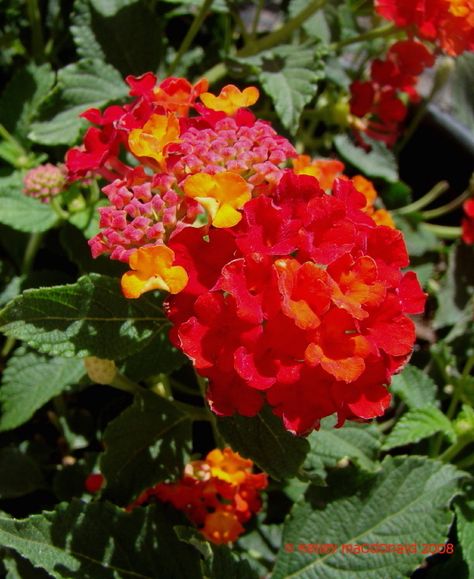 Dallas Red Lantana Red Lantana, Hot Garden, Beautiful Flowers, Dallas, Plants, Flowers, Red